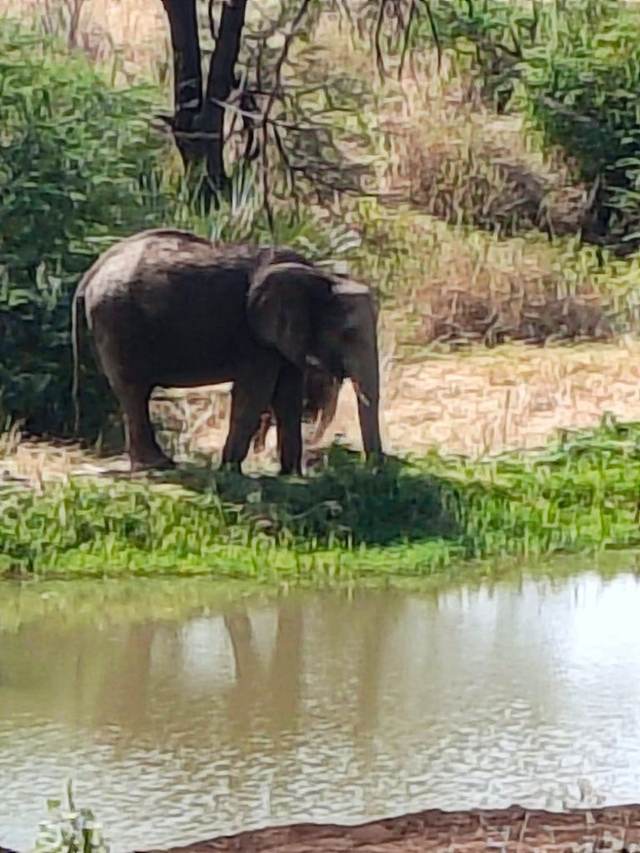 Elephant standing in shallow water on a Kenya safari with ELMAG SAFARIS