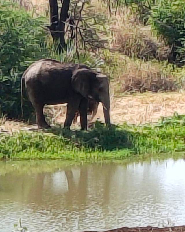 Elephant standing in shallow water on a Kenya safari with ELMAG SAFARIS