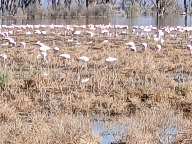 Flamingos on the shoreline of Lake Nakuru, Kenya